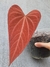 Anthurium sp "ignea" - Foliosa