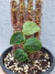 Monstera dubia - comprar online