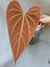 Anthurium sp "ignea" na internet