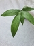 Anthurium moonenii