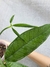 Anthurium moonenii - comprar online