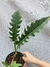 Philodendron serratum "Jungle Boogie" - Foliosa