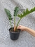 Philodendron serratum "Jungle Boogie" na internet