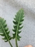 Philodendron serratum "Jungle Boogie" - comprar online