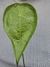 Anthurium kolmanii - (G) na internet