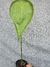 Anthurium kolmanii - (G) - comprar online