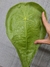 Anthurium kolmanii - (G)