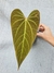 Anthurium sp "ignea" - comprar online