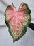 Caladium sp "Mescla"