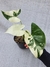 Alocasia macrorrhiza variegata na internet