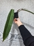 Philodendron bicolor - Foliosa