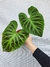 Philodendron verrucosum - comprar online