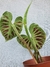 Philodendron verrucosum na internet