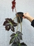 Begonia fuscomaculata - Foliosa
