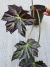 Begonia fuscomaculata - comprar online