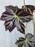 Begonia fuscomaculata