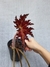Begonia fuscomaculata na internet