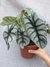 Alocasia silver dragon na internet