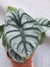 Alocasia silver dragon - comprar online