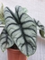 Alocasia silver dragon