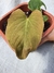 Anthurium kunayalense
