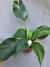 Epipremnum pinnatum variegata - comprar online