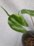 Alocasia 'Stingray'