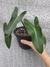 Philodendron sp - comprar online