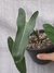 Philodendron sp