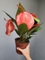 Anthurium scherzerianum (Antúrio Rabo de Porco) - comprar online