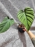 Philodendron pastazanum - loja online