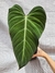 Philodendron 'Glorious' - comprar online