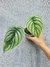 Philodendron plowmanii (P) na internet