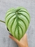 Philodendron plowmanii (P) - comprar online