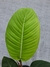 Imagem do Philodendron geniculatum