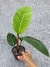 Philodendron geniculatum - loja online