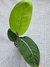 Philodendron geniculatum - Foliosa