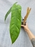 Philodendron sharoniae (M) - comprar online