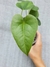 Anthurium brownii (P) - comprar online