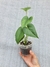 Anthurium brownii (P) na internet