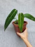 Anthurium warocqueanum - (M) - loja online