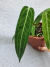 Anthurium warocqueanum - (M) - Foliosa