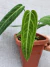 Anthurium warocqueanum - (M) - comprar online