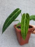Anthurium warocqueanum - (M) na internet