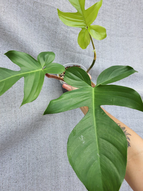 Philodendron squamiferum - comprar online