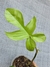 Philodendron squamiferum na internet