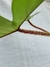 Philodendron squamiferum - Foliosa