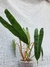 Philodendron billietiae "thai" na internet