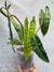 Philodendron billietiae "thai" - comprar online