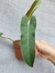 Philodendron atabapoense na internet